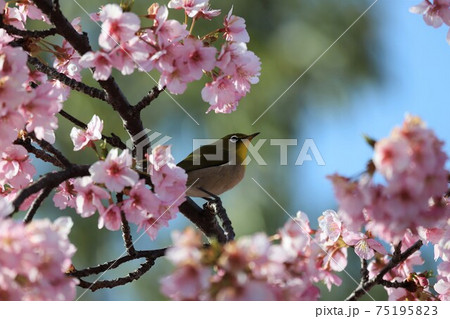 馬見丘陵公園 河津桜とメジロ 馬見丘陵公園 河津桜とメジロ 75195823