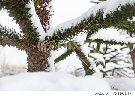 Araucaria in the snow. Branches close-up. 75196147