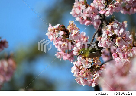 馬見丘陵公園　河津桜とメジロ 75196218