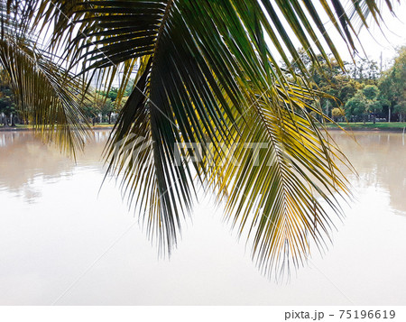ヤシの木 湖 木 75196619