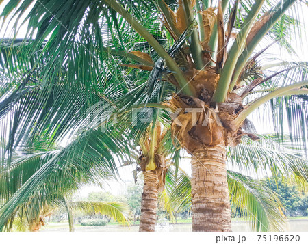 ヤシの木 木 緑 75196620