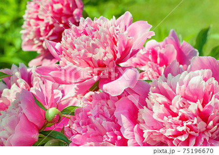 bush of pink flowers peonies flowering spring bush of pink flowers peonies flowering spring 75196670