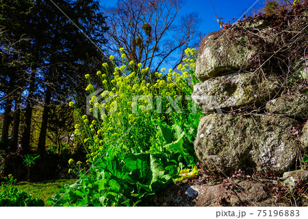 春の国東半島　富貴寺前に咲く黄色い菜の花 75196883
