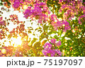 sun shines through flowering pink flowers on bush 75197097