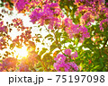 sun shines through flowering pink flowers  75197098