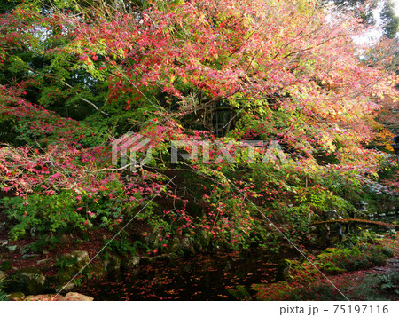 池と紅葉のある風景 池と紅葉のある風景 75197116