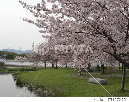 赤穂城に咲く桜 75197296