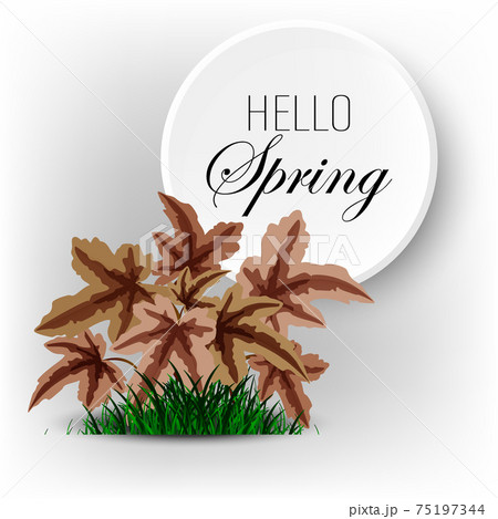 Hello spring, heuchera leaves in the grass on a gray abstract background 75197344