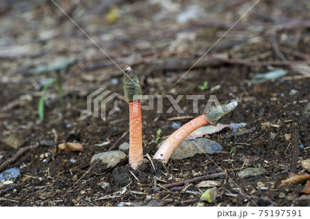 キツネノタイマツ 75197591