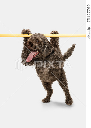 Funny happy Lagotto romagnolo dog posing isolated on white background. Funny happy Lagotto romagnolo dog posing isolated on white background. 75197760