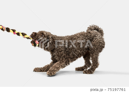 Cute big grey Lagotto romagnolo dog playing isolated over white background. Cute big grey Lagotto romagnolo dog playing isolated over white background. 75197761