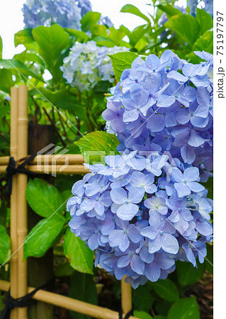 あじさい・梅雨イメージ あじさい・梅雨イメージ 75197797
