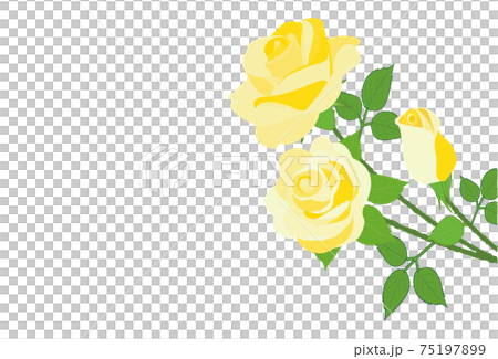 Yellow rose flower background material Yellow rose flower background material 75197899