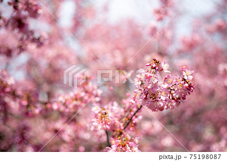 おかめ桜 ハート クローズアップ おかめ桜 ハート クローズアップ 75198087