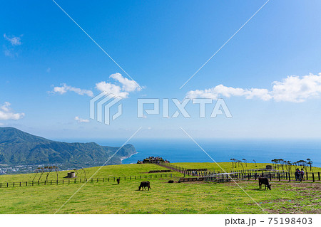 八丈島 島 自然 屋外 離島 伊豆諸島 風景 リゾート 田舎 少子化 観光 旅行 ふれあい牧場 牧場 八丈島 島 自然 屋外 離島 伊豆諸島 風景 リゾート 田舎 少子化 観光 旅行 ふれあい牧場 牧場 75198403