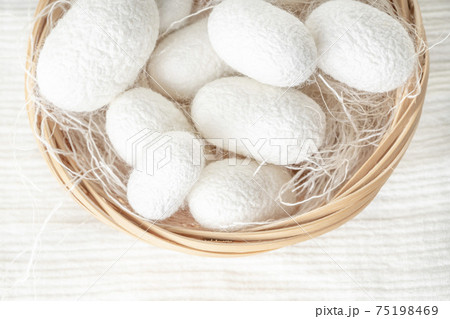 white silkworm cocoons shells, source of silk fabric 75198469