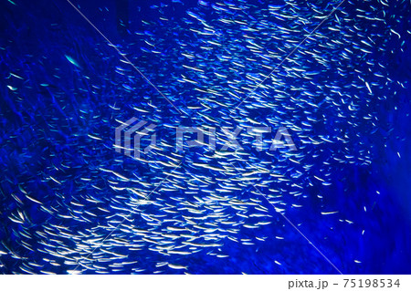 イワシの群泳(イワシトルネード) イワシの群泳(イワシトルネード) 75198534