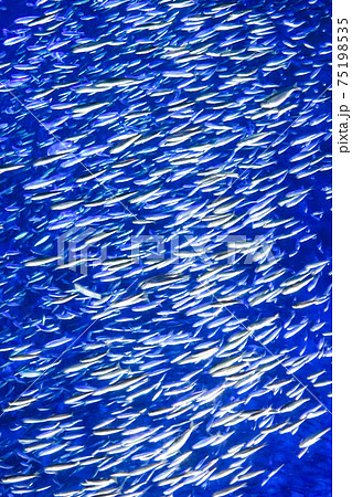 イワシの群泳(イワシトルネード) イワシの群泳(イワシトルネード) 75198535