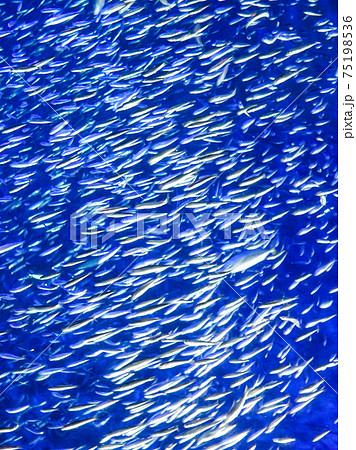 イワシの群泳(イワシトルネード) イワシの群泳(イワシトルネード) 75198536