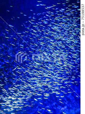 イワシの群泳(イワシトルネード) イワシの群泳(イワシトルネード) 75198537