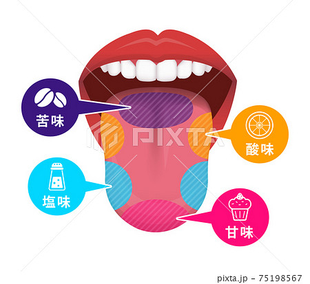 舌の表面の味覚地図 ベクターイラストのイラスト素材
