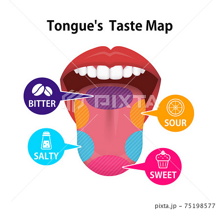 舌の表面の味覚地図 ベクターイラスト 英語 のイラスト素材
