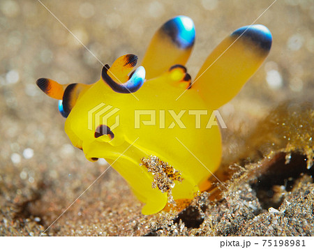 ウデフリツノザヤウミウシ (大瀬崎、静岡県) 75198981