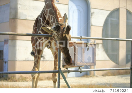 大牟田市　動物園　キリン、 75199024