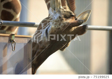 大牟田市 動物園 キリン、 大牟田市 動物園 キリン、 75199025