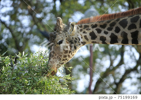 大牟田市　動物園　キリン、 75199169