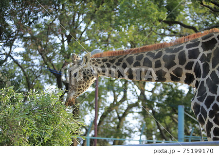 大牟田市 動物園 キリン の写真素材