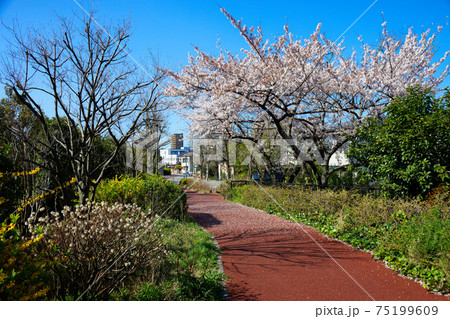 満開の桜に黄色いレンギョウの花 堀船周回ロード 満開の桜に黄色いレンギョウの花 堀船周回ロード 75199609