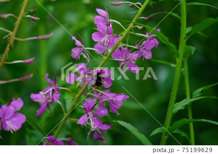 ヤナギランの蜜を吸うコマルハナバチの雌 ヤナギランの蜜を吸うコマルハナバチの雌 75199629