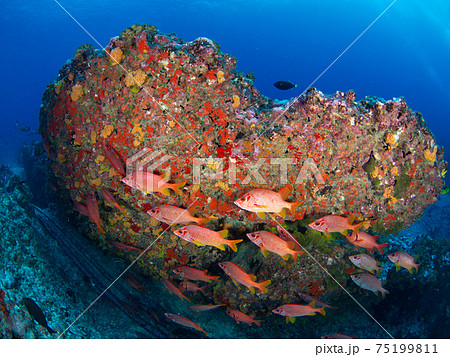 岩の下にトガリエビスの群れ (ランギロア環礁、ツアモツ諸島、仏領ポリネシア) 岩の下にトガリエビスの群れ (ランギロア環礁、ツアモツ諸島、仏領ポリネシア) 75199811