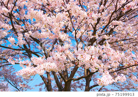 間近に見る満開の桜 間近に見る満開の桜 75199913