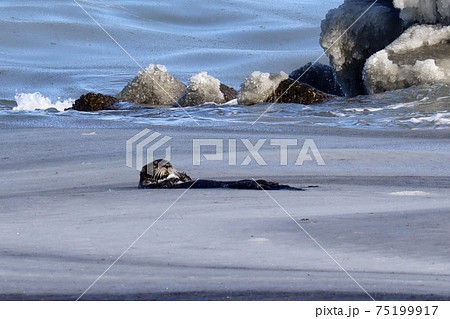 <北海道>氷のある海に漂う野生のラッコ <北海道>氷のある海に漂う野生のラッコ 75199917