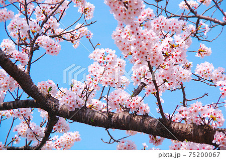 青空に映える満開の桜 青空に映える満開の桜 75200067
