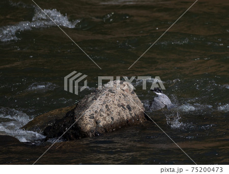 春の繁殖時期に見せるヤマセミの巣作りの行動 75200473