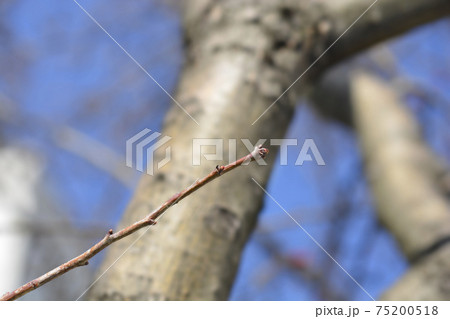 Common Hawthorn Common Hawthorn 75200518