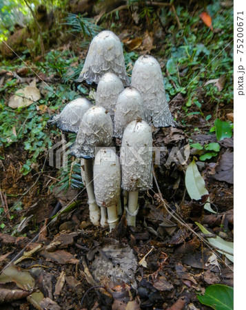 ササクレヒトヨタケ ササクレヒトヨタケ 75200671