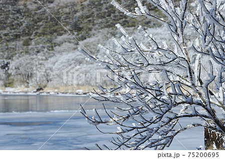 小枝についた霧氷におおわれた白紫池 75200695