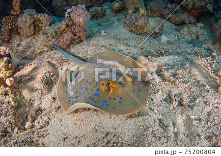 砂の海底で休むルリホシエイ (ラス・モハメッド国立公園、シャルム・エル・シェイク、紅海、エジプト) 砂の海底で休むルリホシエイ (ラス・モハメッド国立公園、シャルム・エル・シェイク、紅海、エジプト) 75200804