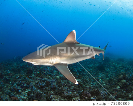 珊瑚礁を泳ぐツマジロ (ランギロア環礁、ツアモツ諸島、仏領ポリネシア) 珊瑚礁を泳ぐツマジロ (ランギロア環礁、ツアモツ諸島、仏領ポリネシア) 75200809