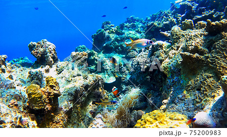 クマノミとアネモネと熱帯魚 渡嘉敷島の水中写真 クマノミとアネモネと熱帯魚 渡嘉敷島の水中写真 75200983