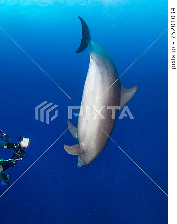 好奇心旺盛な野生のハンドウイルカとスクーバダイバー (ランギロア環礁、ツアモツ諸島、仏領ポリネシア) 75201034