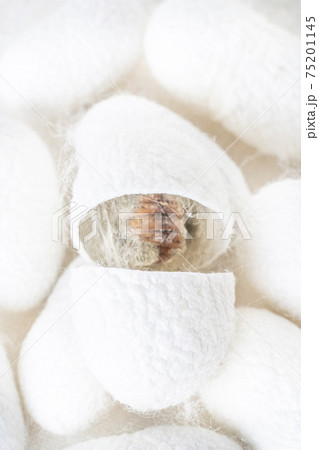 background with white silkworm cocoons shells, source of silk fabric background with white silkworm cocoons shells, source of silk fabric 75201145