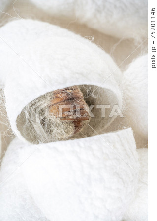 background with white silkworm cocoons shells, source of silk fabric background with white silkworm cocoons shells, source of silk fabric 75201146