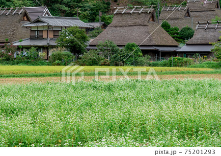 京都府南丹市美山町茅葺きの里で撮影した蕎麦畑 京都府南丹市美山町茅葺きの里で撮影した蕎麦畑 75201293