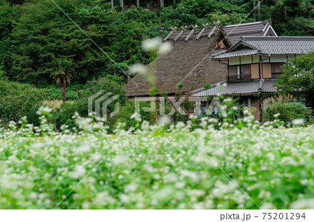 京都府南丹市美山町茅葺きの里で撮影した蕎麦畑 75201294