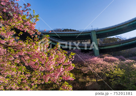 （静岡県）河津桜咲く、河津七滝ループ橋　 75201381